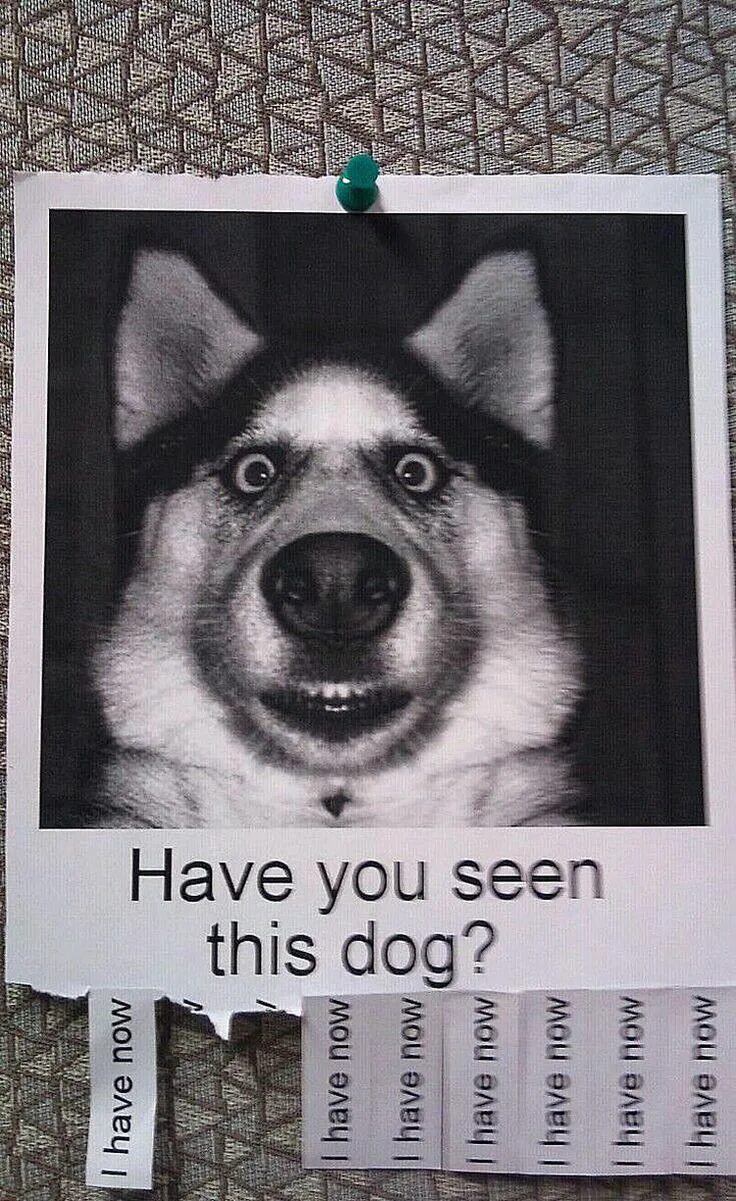 Mother doesn't want a dog. Hello this is dog. Hello this is dog. Hello yes this is dog. This dog is her she.