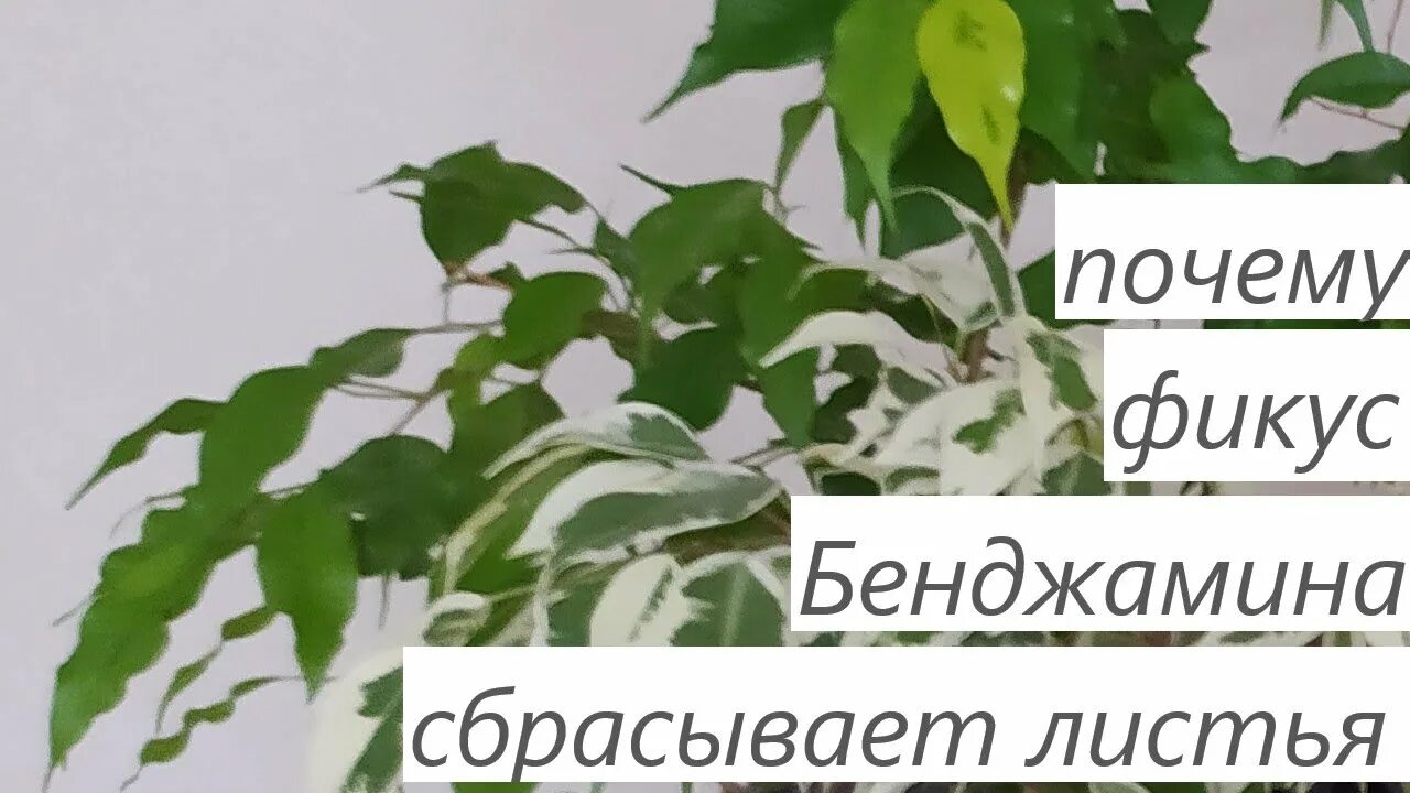 Фикус Бенджамина опадают листья. Фикус Бенджамина осыпаются листья. Бенджамин сбрасывает листья. Цветок Бенджамин опадают листья причины.