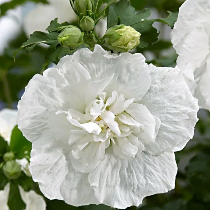 Гибискус вайт шифон. Гибискус сирийский white chiffon. гибискус уайт чиффон. гибискус сирийский уайт чиффон.