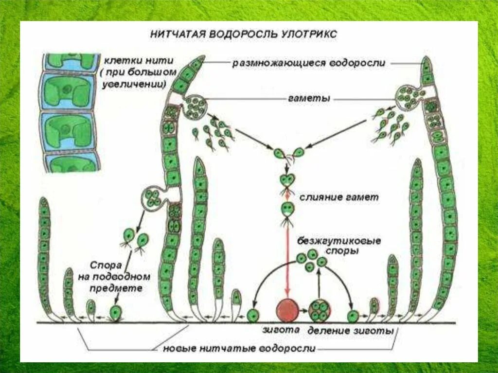 Какое поколение у водорослей. Размножение водоросли улотрикса. Бесполое размножение улотрикса схема. Размножение ламинарии схема. Жизненный цикл улотрикса схема.