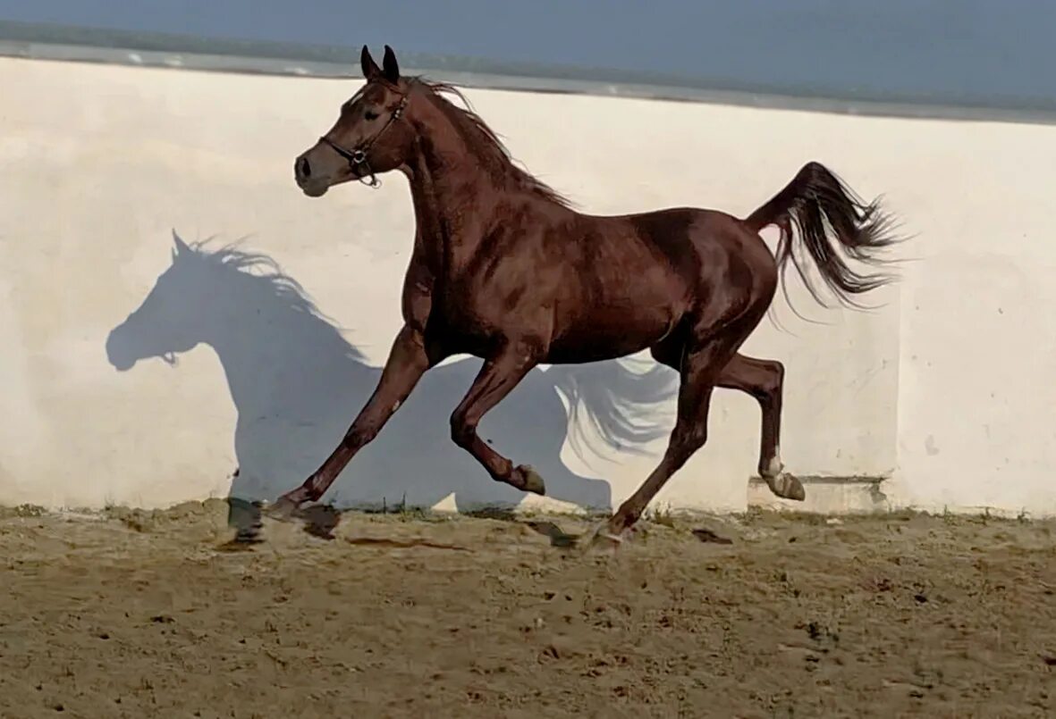 символ лошади 2014 года. год жеребца. соловая масть мустанг. лошадь новый год. лошадь бежит.