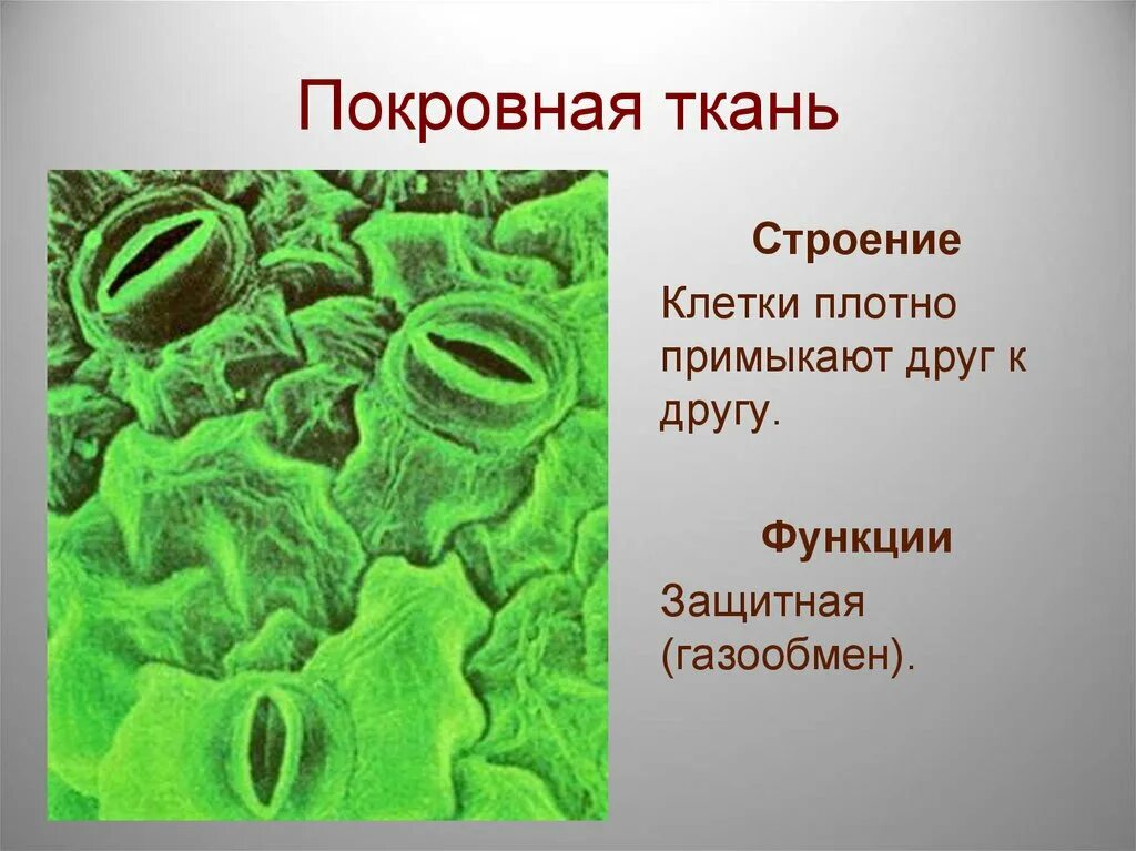 Покровная строение и функции. Покровная ткань. Строение покровной ткани. Покровная ткань ткань. Клеточное строение покровной ткани.