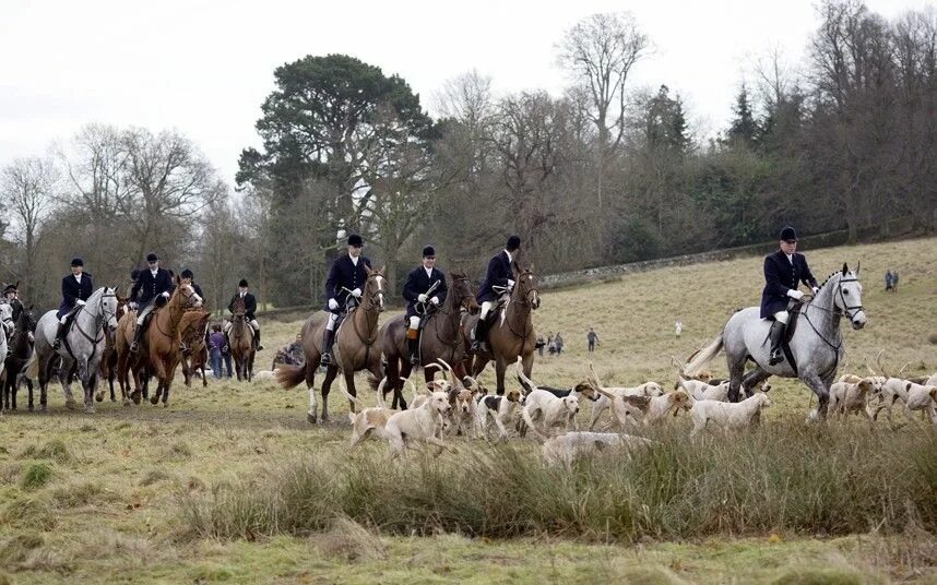 Fox hunt. Охота на Лис в Англии. Фокс Хантинг. Королевская охота в Англии. Охота на Лис в Англии традиции.