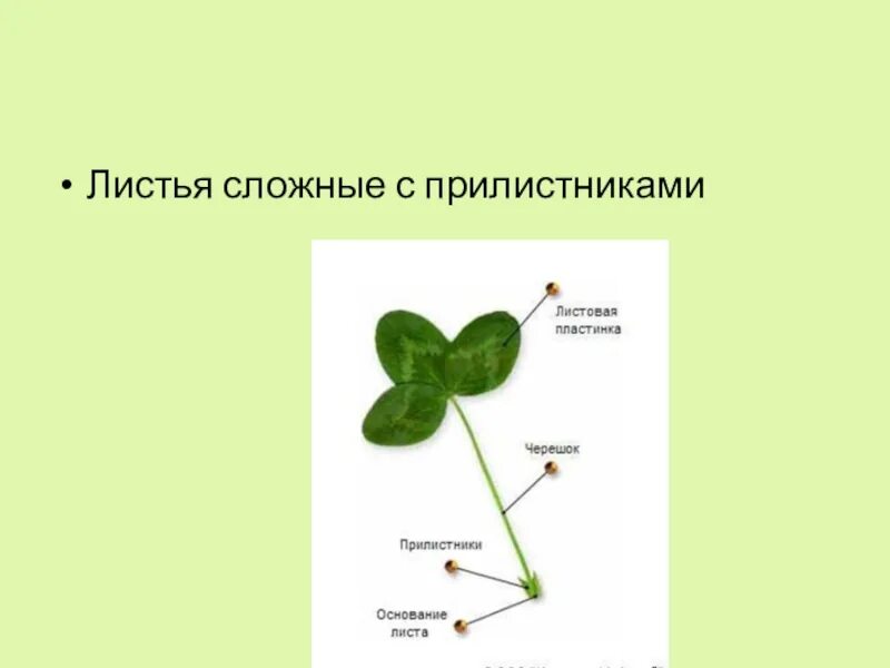 Имеет форму клеверного листа является матрицей. Лист клевера есть прилистники. строение листа с прилистниками. листья сложные с прилистниками. прилистники у растений.