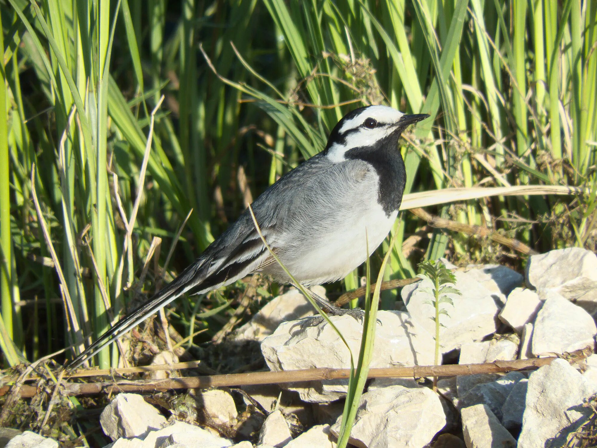 Серая птица с полосками. Сибирская трясогузка. Серая трясогузка. Motacilla Alba Ocularis?. Черная трясогузка.