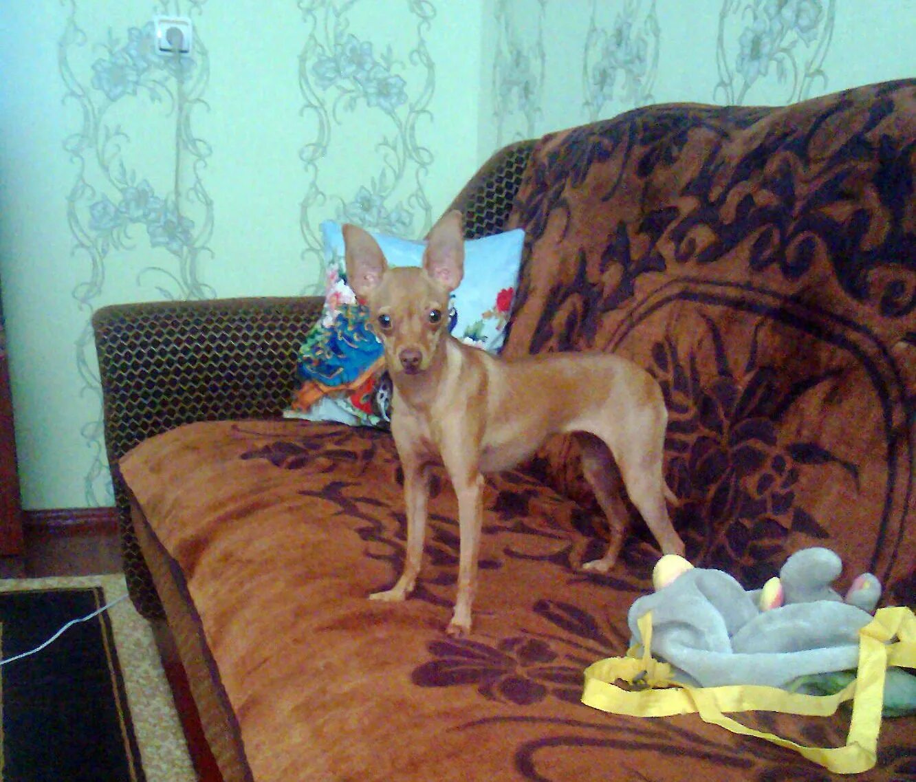 Купированный той терьер. Купированный той терьер. Купированный той терьер. Той терьер с купированным хвостом. Карликовый доберман-пинчер.