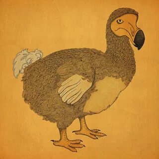 Dodo am