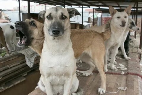 Новороссийск собака