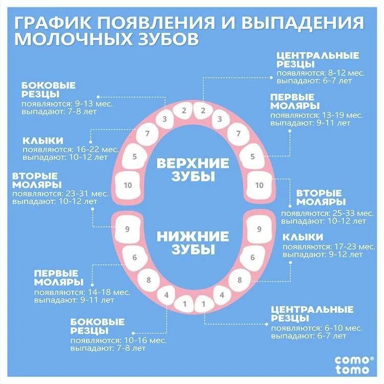 Во сколько выпадают первые зубы. Зубы у детей порядок прорезывания и выпадения. молочные зубы у детей схема прорезывания и выпадения. поочередность прорезывания зубов у детей. молочные зубы порядок прорезания.