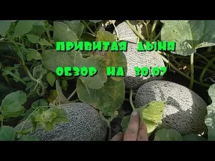 Подвой для дыни арбуза