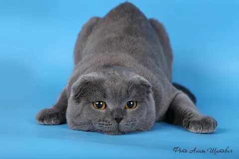 Британская вислоухая короткошерстная кошка
