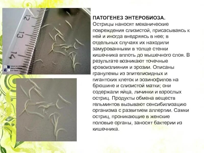Острицы у взрослых симптомы и лечение препараты