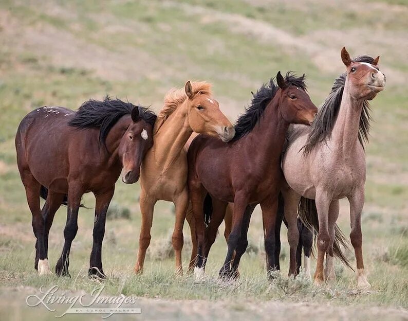 Horse family. Семья лошадей. Дикие кони. Семья диких лошадей. Семья красивых лошадей.