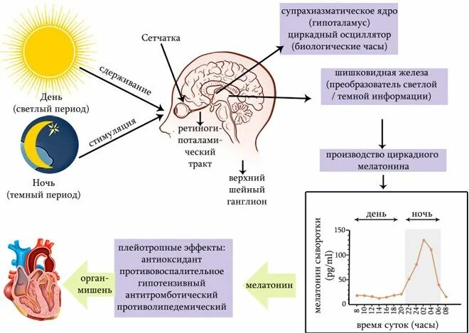 Мелатонин функции в организме человека. Схема выработки мелатонина. Мелатонин регуляция выработки. Механизм действия гормона мелатонина. Гипофункция мелатонина гормона