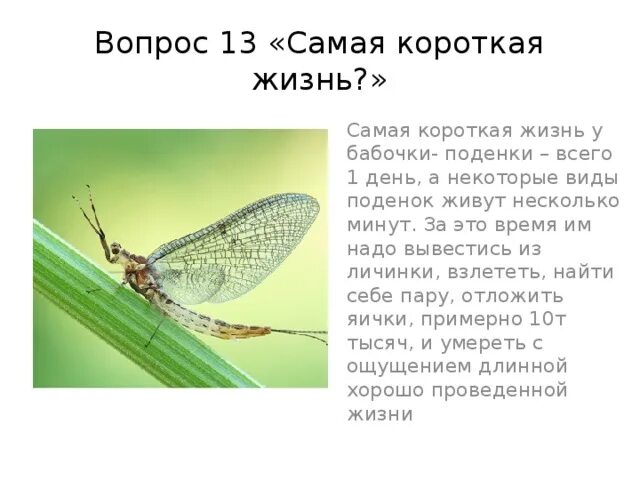 Коротко их жизни в это