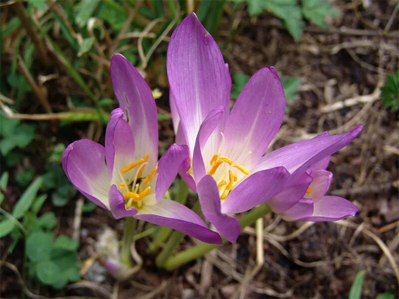 Безвременник. Безвременник Плантариум. Безвременник великолепный - Colchicum speciosum Steven. Безвременник Кессельринга.