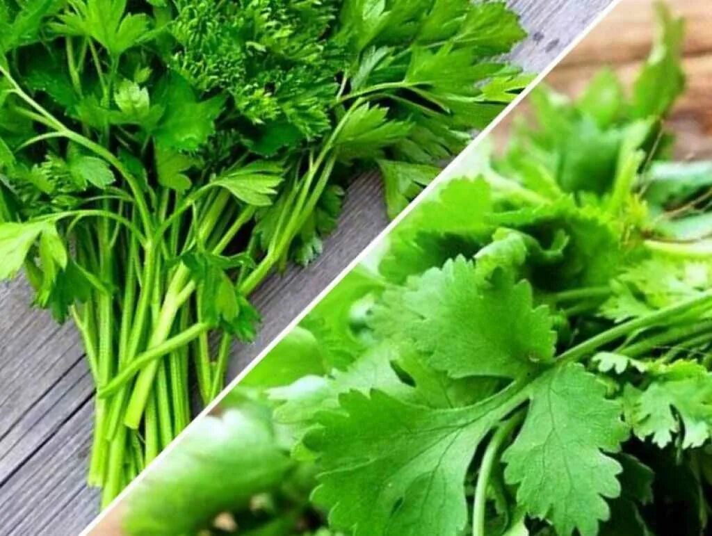 Кинза и петрушка. Как отличить кинзу от петрушки. Сельдерей и кинза отличие. Кинза и петрушка отличия сельдерей. Листья кинзы и петрушки.