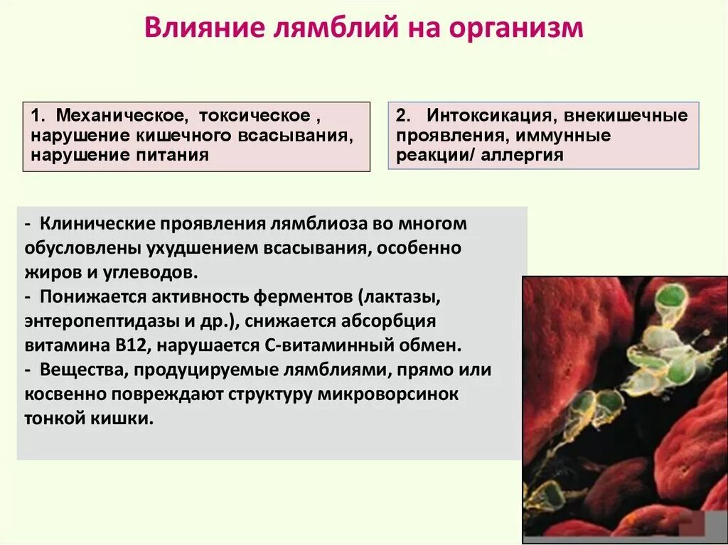 Лямблиоз у взрослых. Лямблиоз клинические симптомы. лямблия клинические проявления. клинические проявления лямблии. клинические проявления лямблиоза.