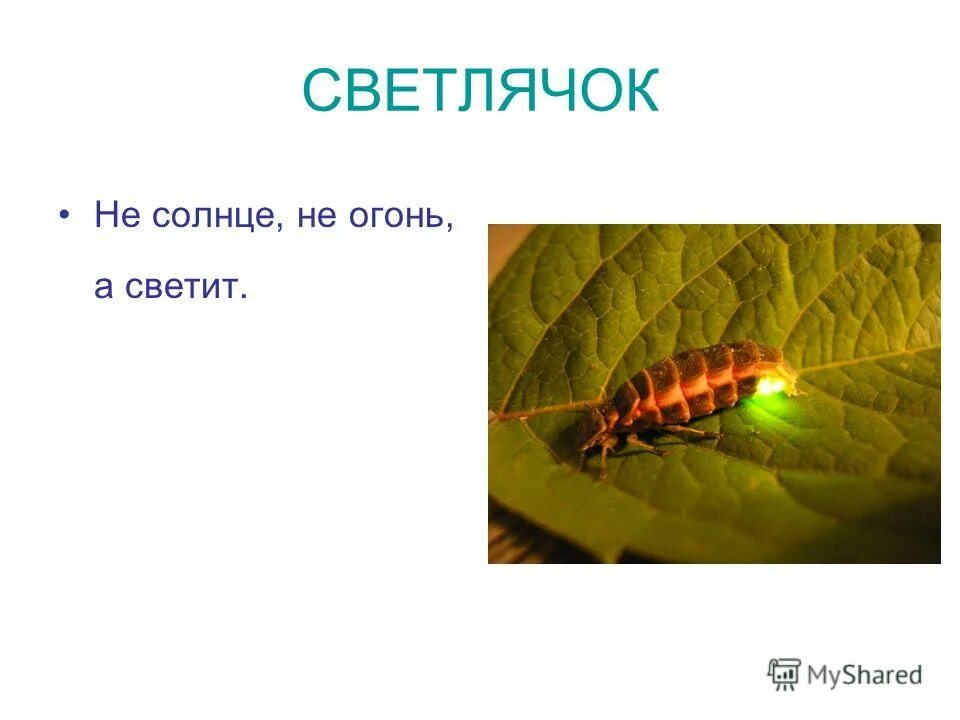 сверчок и светлячок. светлячок описание. Photuris светлячки. обыкновенный светляк. доклад про светлячков.