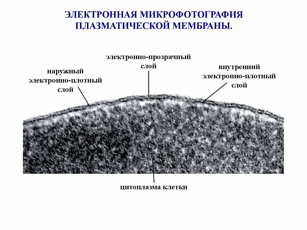 Электронно плотный