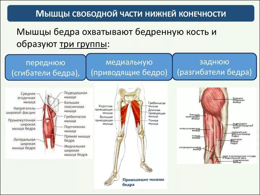 Что делает нижняя конечность. Мышцы бедра передняя задняя медиальная группа. Мышцы разгибатели тазобедренного сустава. Передняя группа мышц бедра сгибатели. Три группы мышц бедра передняя медиальная задняя.