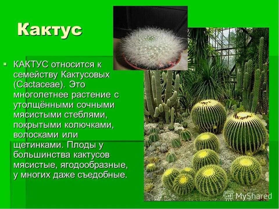Кактусовые семейство сообщение. Описание кактуса. Что такое Кактус кратко. Информация о кактусе кратко. Кактус доклад 2 класс.