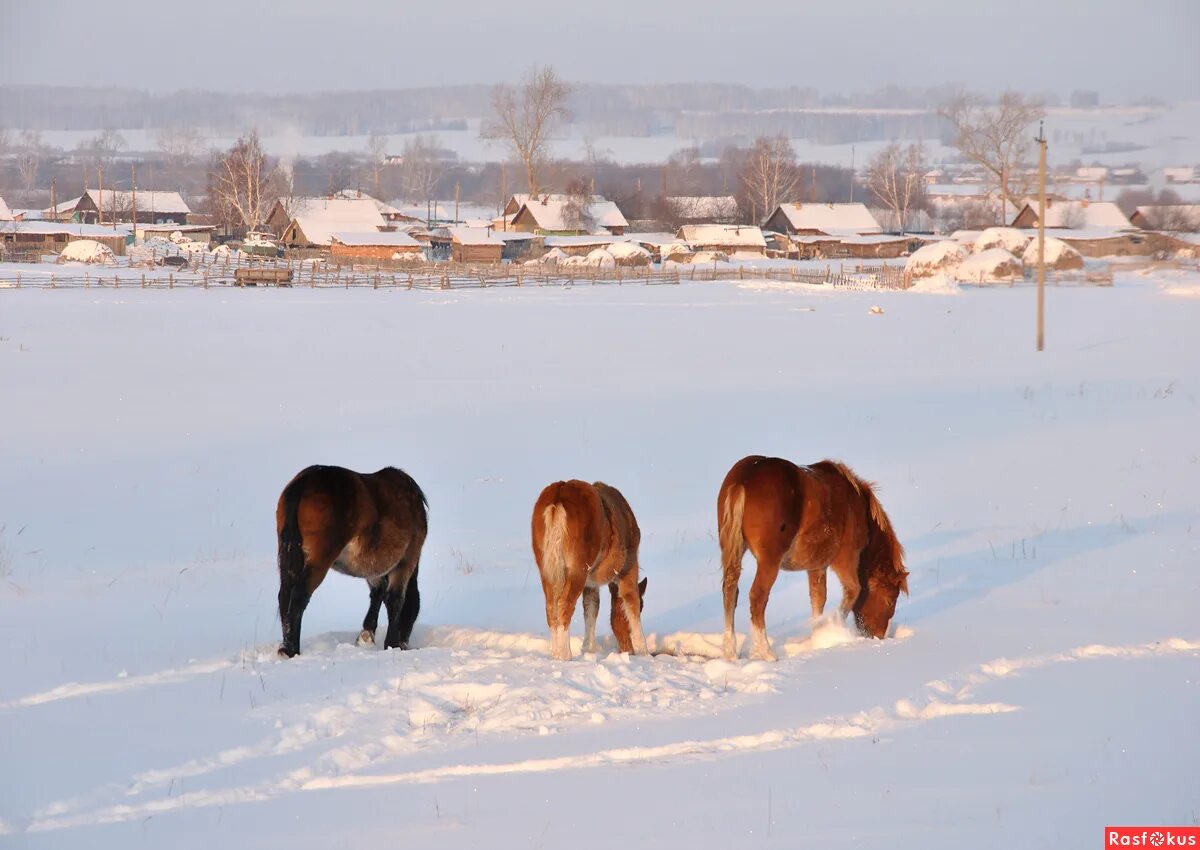 Лощать зимой в деревне. Деревня зимой. Лошадь с санями зимой деревня. Конь в деревне. Лошади зимой.