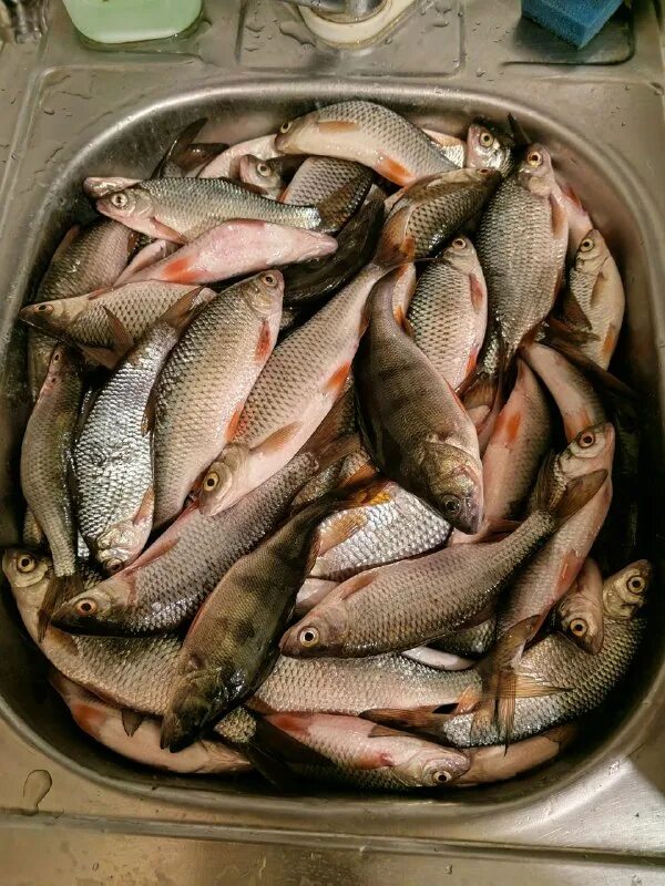 клев рыбы. улётный клёв фото.