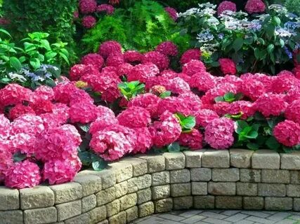 Garden live