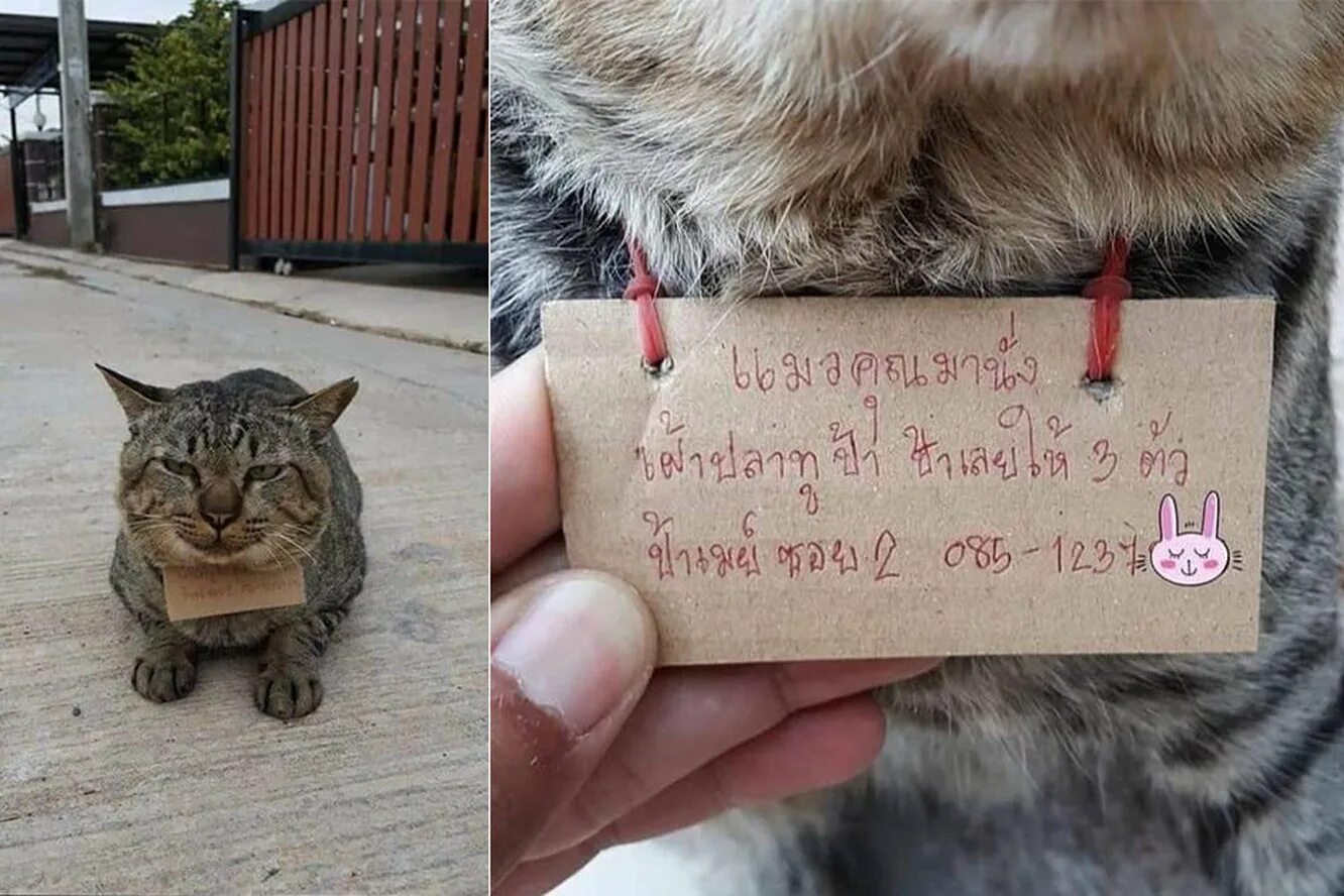 На сколько кот может уйти из дома. Три счастливых дома кота. третий день наедине с котом. дом три кота б от большой. кот уходит из дома с придаными.