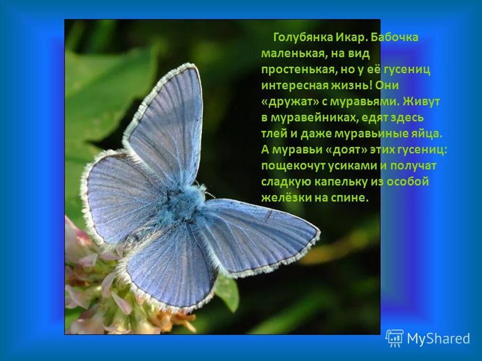 Голубянка бабочка рассказ. Голубянка ксеркса. Голубянка бабочка описание. Рассказ про бабочку голубянку. Бабочка голубянка презентация.