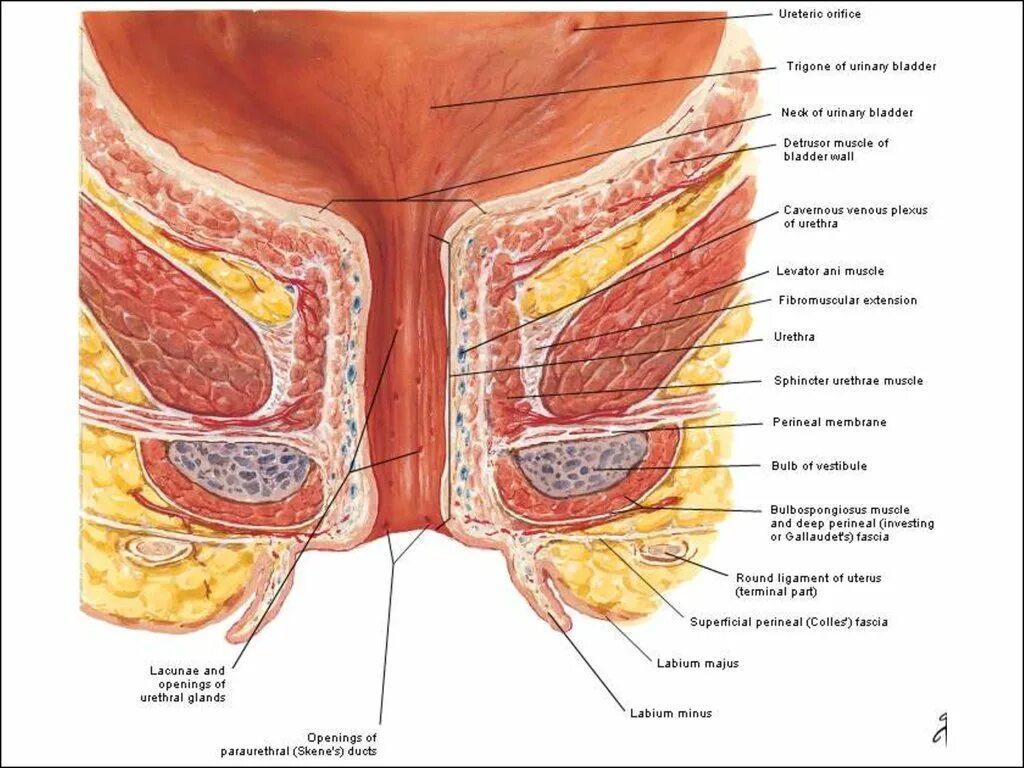 Наружный мочеиспускательный канал. Парауретральные железы анатомия. Женский мочеиспускательный канал отверстия анатомия. Железы мочеиспускательного канала у женщин. Анатомия уретра у женщин анатомия.