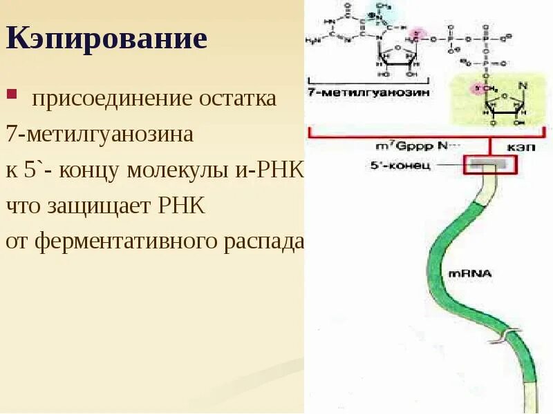 Рнк блокирует. Кэпирование это биохимия. Кэпирование РНК. Кэп структура РНК это. Сплайсинг. Модификация 3' и 5'концов (Кэпирование, Полиаденилирование)..