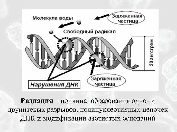 Разрывы цепи днк. Однонитевые разрывы ДНК. Репарация однонитевых разрывов ДНК. Репарация двунитевых разрывов ДНК. Механизмы репарации двунитевых разрывов ДНК.