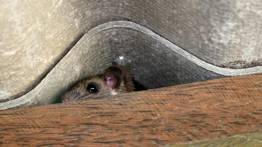 Более 93 200 работ на тему "Brown Rat": стоковые фото, картинки и изображения ro