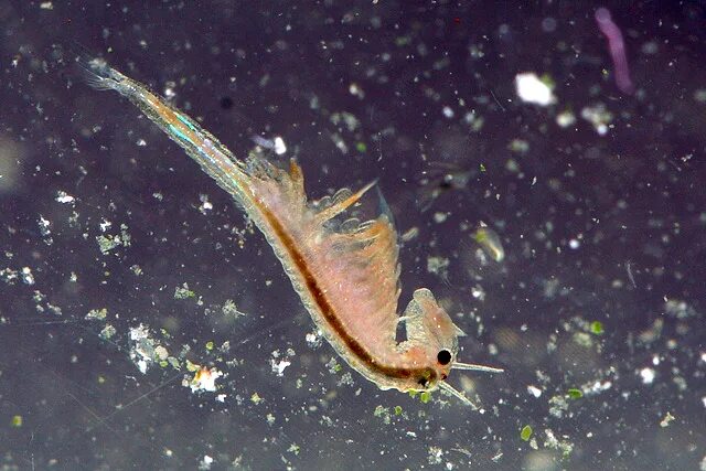 Жаброногий рачок артемия. Артемия вода. Насекомые гидробионты. Гаммарус в морском аквариуме. Науплии артемии.