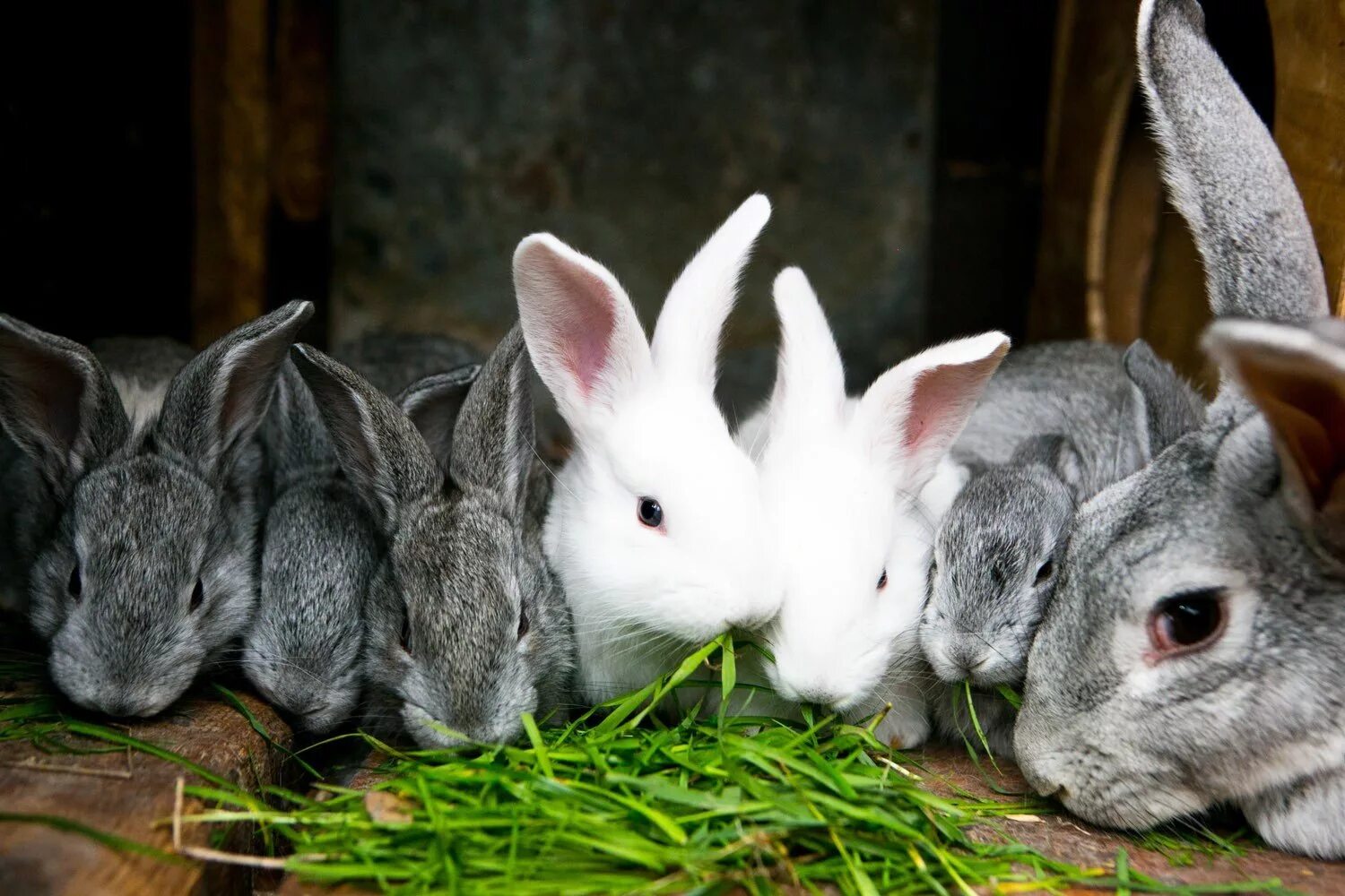 Можно ли кроликам клубнику. Кролики. Кролик фото. Крольчата. Кролиководство.