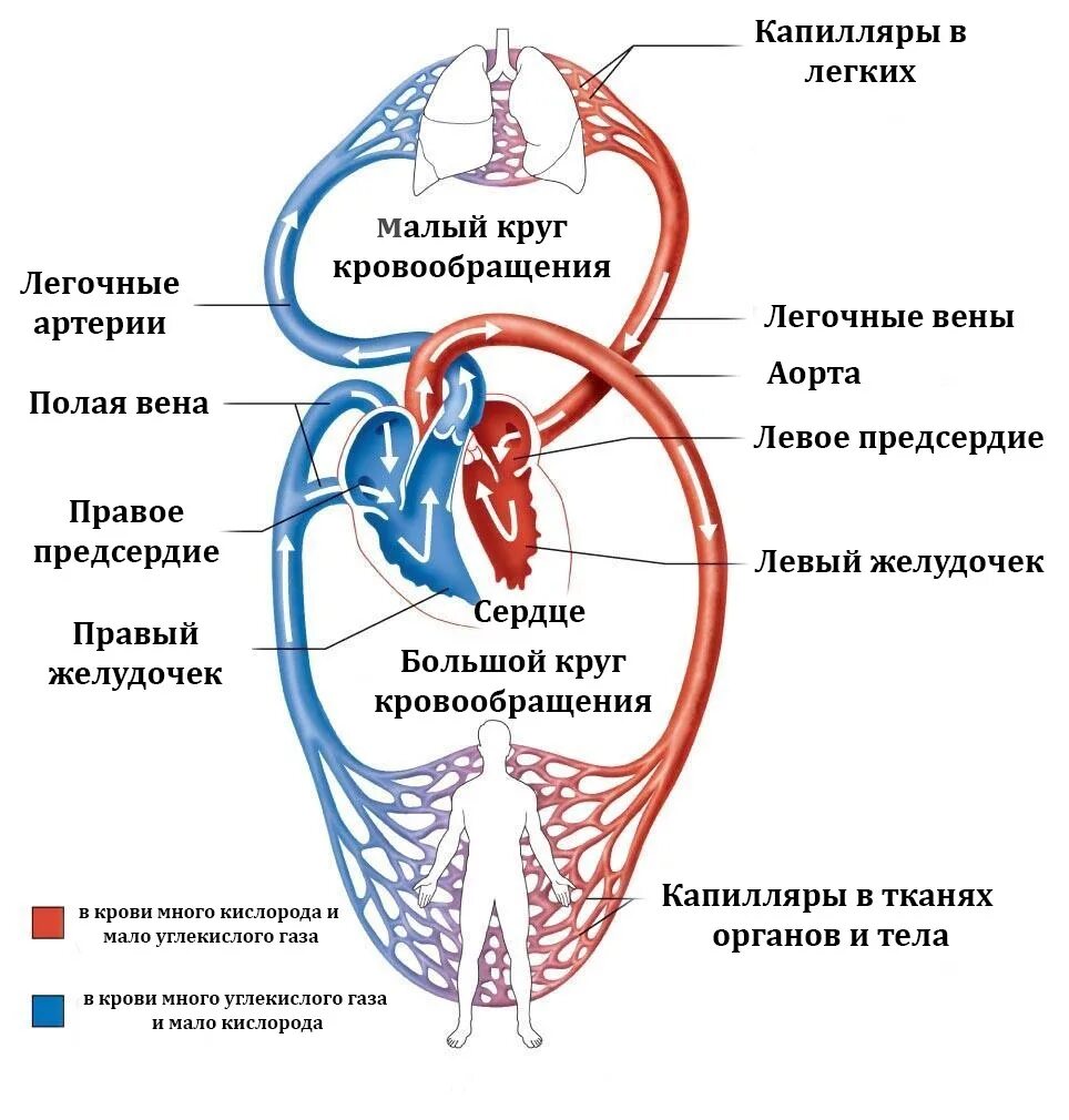 Правый желудочек функции. Малый круг кровообращения схема. Большой и малый круг кровообращения схема. Малый и большой круг кровообращения человека схема. Малый круг кровообращения схема кровотока.