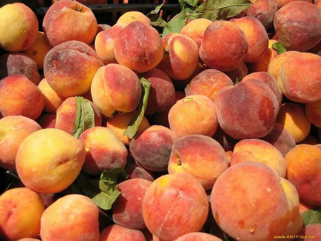 персики мелкие. найдите персикова. сибирский кот персикового окраса. персиковый кот порода метис. кот персикового цвета.