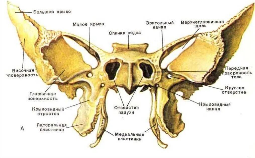 Кость бабочка. Турецкое седло клиновидной кости. Решётчатая кость черепа. Клиновидная кость черепа анатомия. Турецкое седло клиновидной кости черепа.