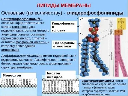 Транспортную функцию в организме выполняют молекулы