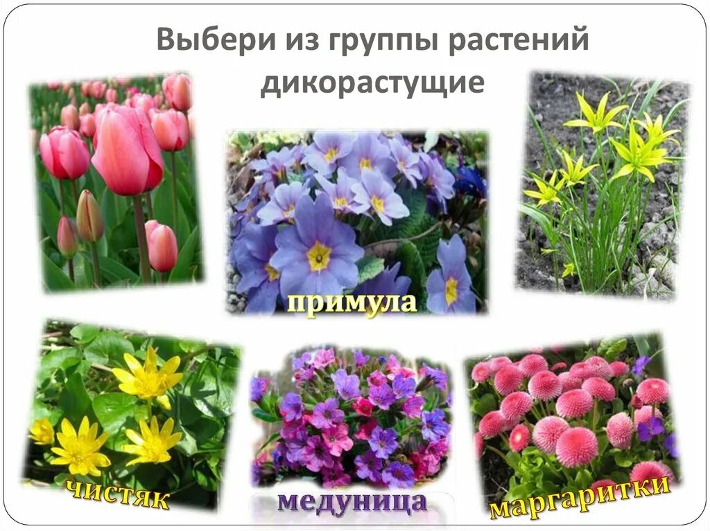 Растения весенних цветников 2 класс окружающий