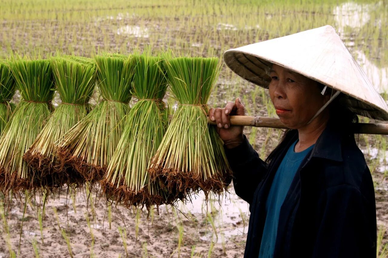Как растет рис и как его собирают. Рисовые плантации краснодарский край. Плантации риса в индии. Как растет рис и как его собирают. Как растет рис и как его собирают.