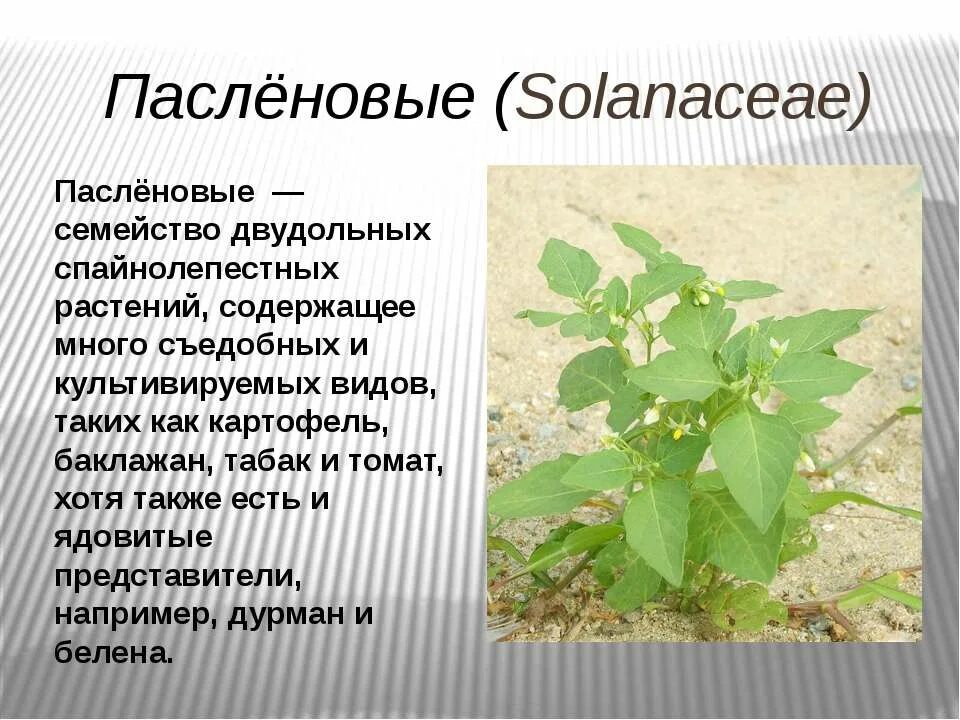 Овощи семейства пасленовых. Пасленовые растения. Паслёновые овощи. Семейство Пасленовые представители.