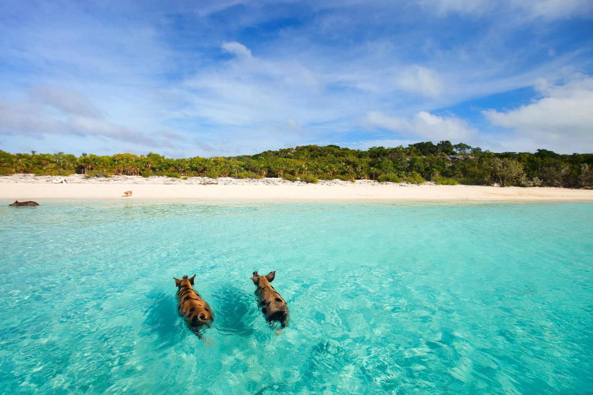 Bahamas islands. Эксума Багамские острова. Архипелаг Эксума. Пиг-Бич Багамские острова. Багамы Нассау.