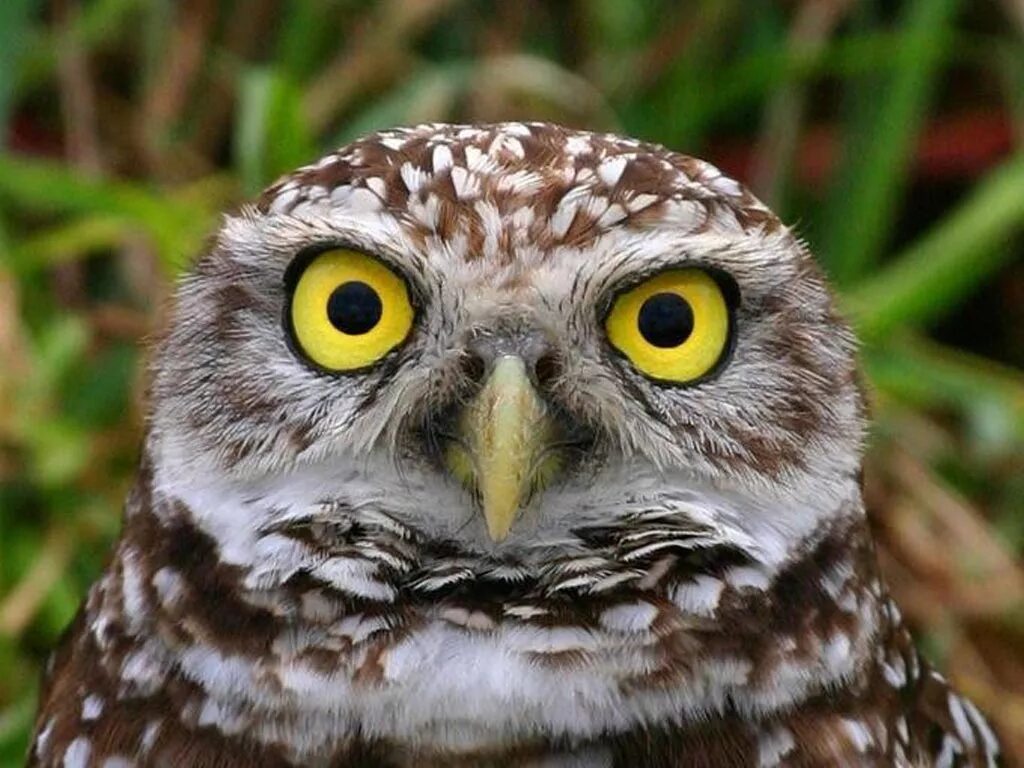 милые совы. сова бежит. совушки видео. совы. совушки видео.