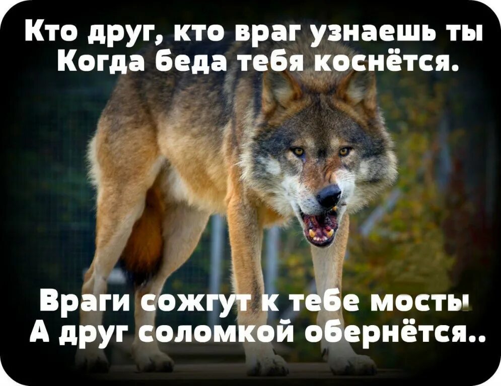 Что жизни натворила никому не разобрать. Статусы про беду. Человека узнаешь в беде. Самый опасный враг это завистливый друг. Статусы про врагов.