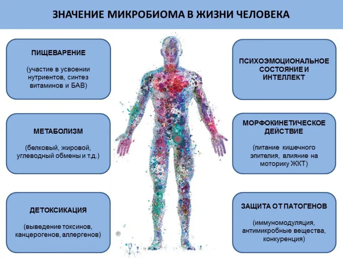 Влияние бактерий на человека. Микроорганизмы в организме человека. Влияние микроорганизмов на организм человека. Воздействие бактерий на организм. Болезнь реакция организма