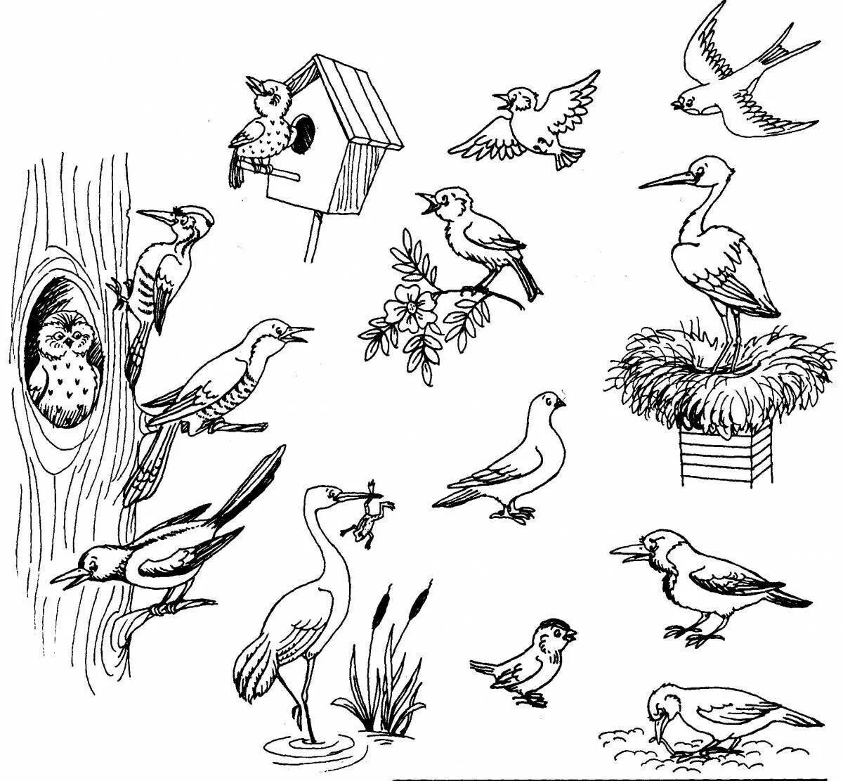 Перелетные птицы раскраски с названиями. Задания для детей перелетные и зимующие птицы. Тема перелетные и зимующие птицы. Раскраска "перелетные птицы". Раскраска перелент ные птицв.