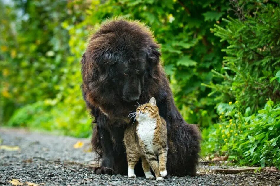 Большие собаки и кошки. Ньюфаундленд. Кошка ньюфаундленд. Ньюфаундленд лапы. Ньюфаундленд и котенок.